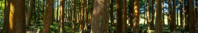 Large trees with sunlight peeking through